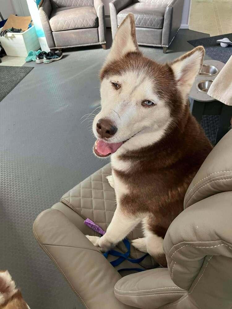 Enlarge Astrid, a Adoptable mixed breed in Groveland, MA image 2/4