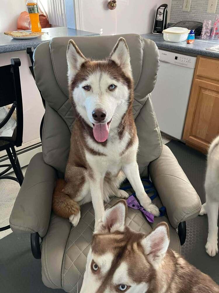 Enlarge Astrid, a Adoptable mixed breed in Groveland, MA image 3/4