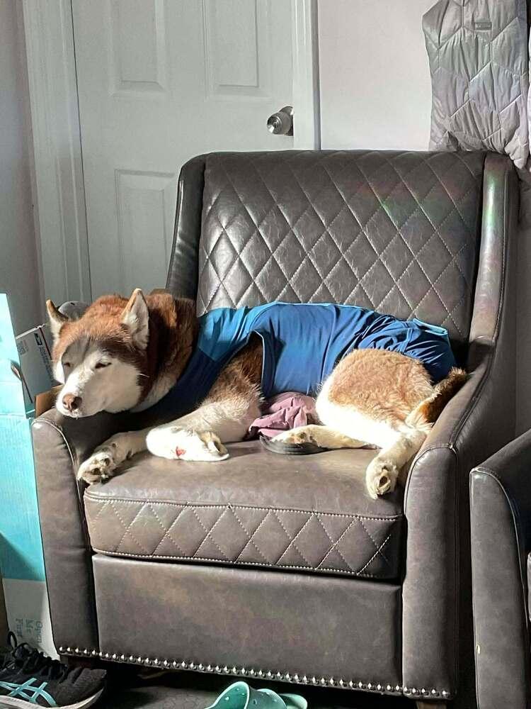 Enlarge Astrid, a Adoptable mixed breed in Groveland, MA image 4/4