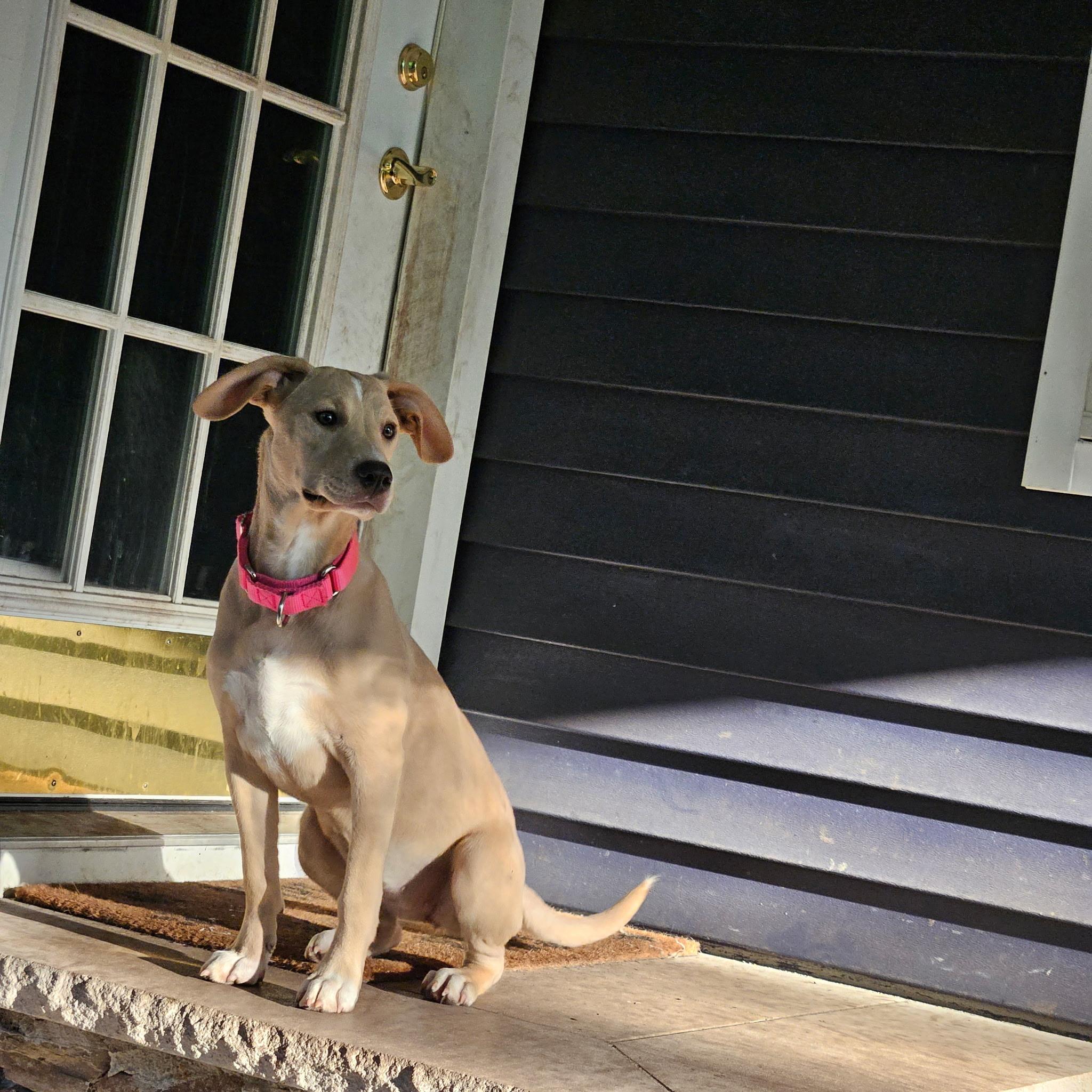 Enlarge Kami, a Adoptable mixed breed in Paramus, NJ image 4/6