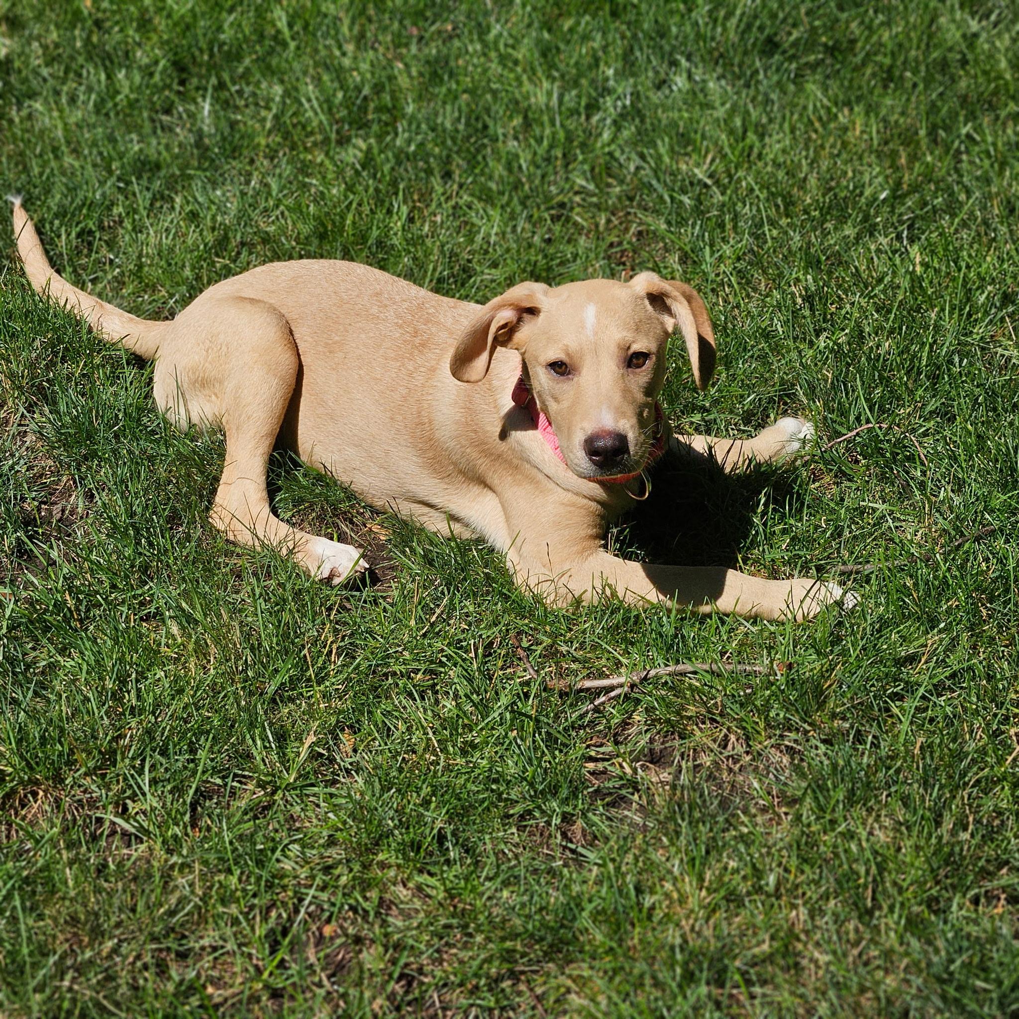 Kami, a Adoptable mixed breed in Paramus, NJ image 6/6