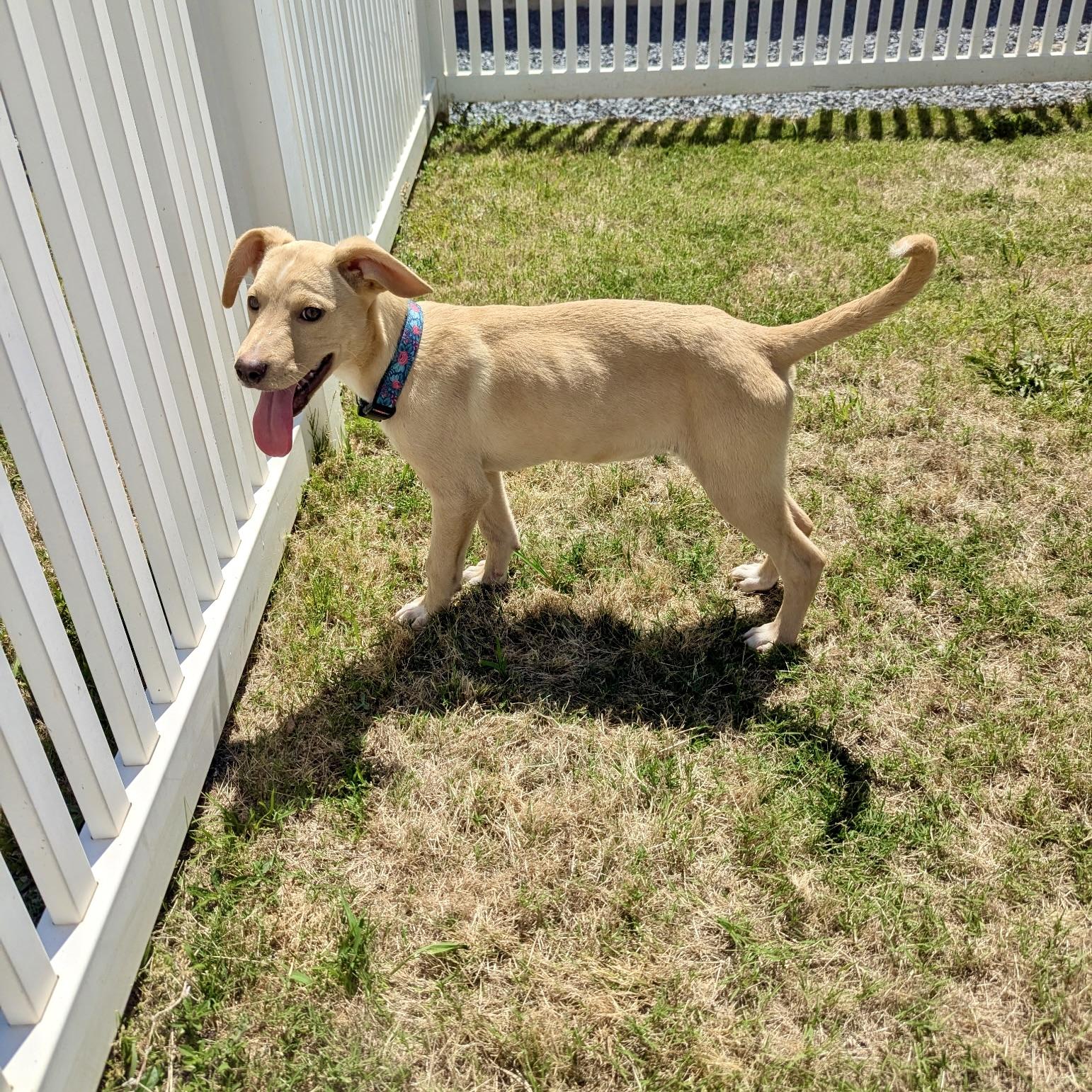 Kami, a Adoptable mixed breed in Paramus, NJ image 3/4