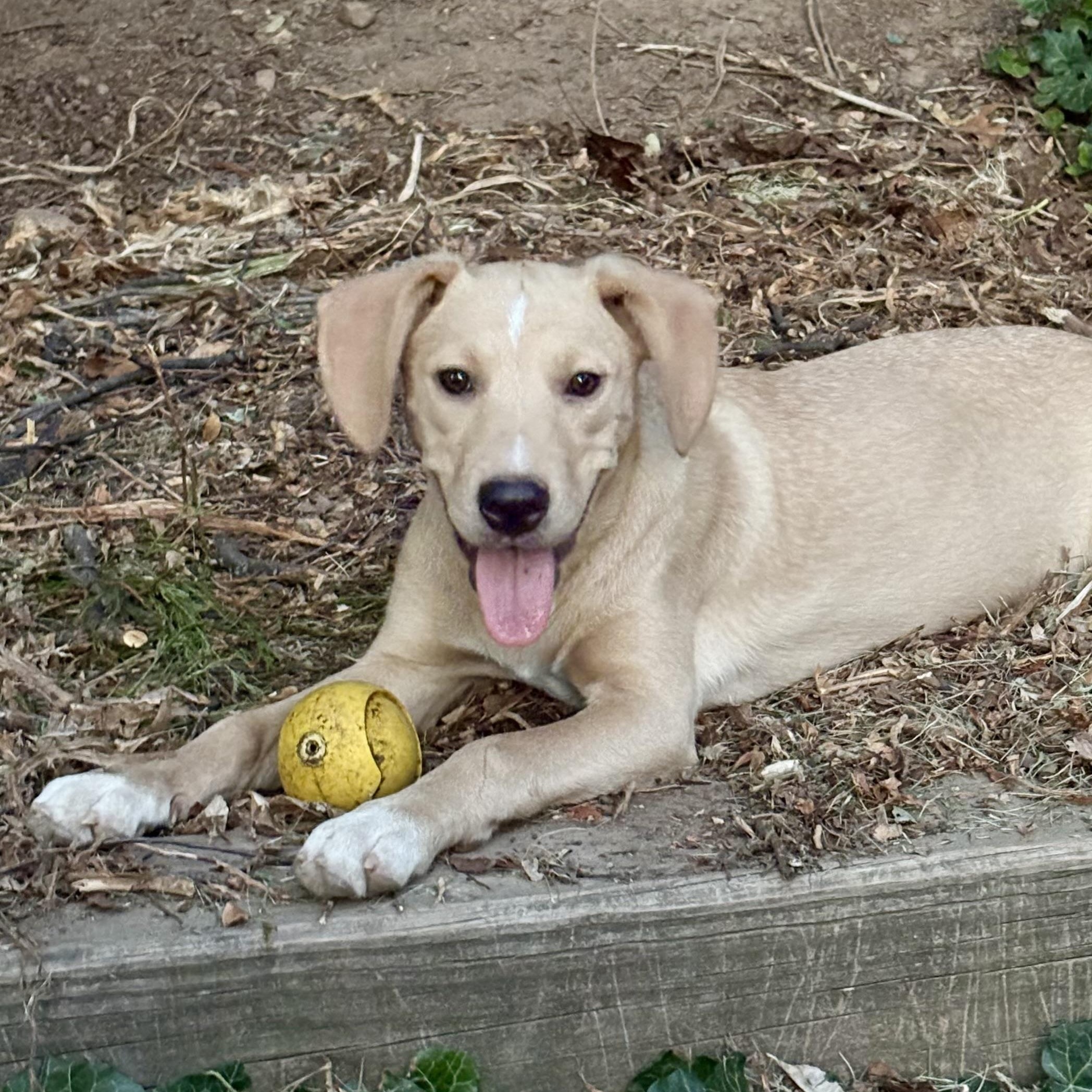 Kami, a Adoptable mixed breed in Paramus, NJ image 1/5