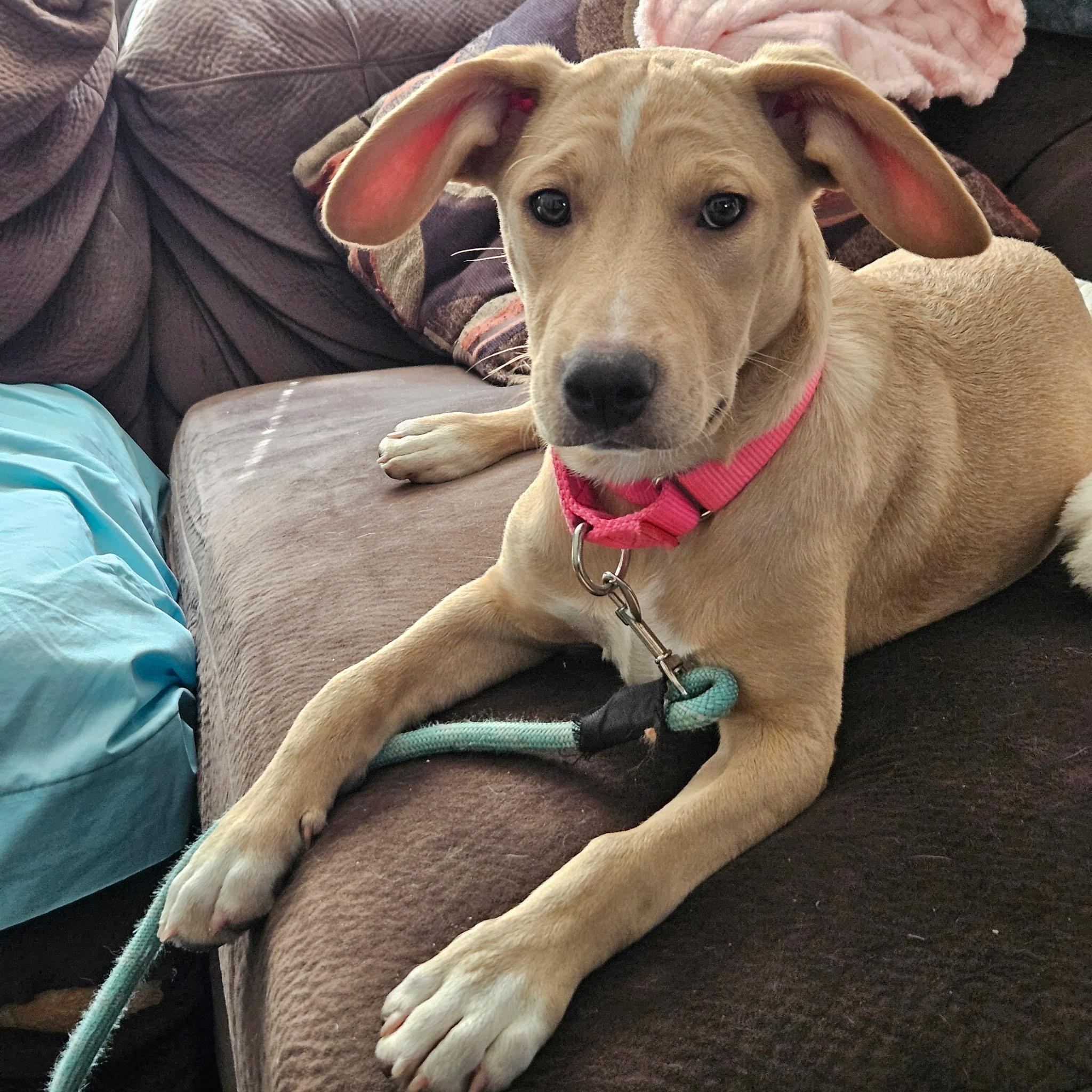 Kami, a Adoptable mixed breed in Paramus, NJ image 1/6