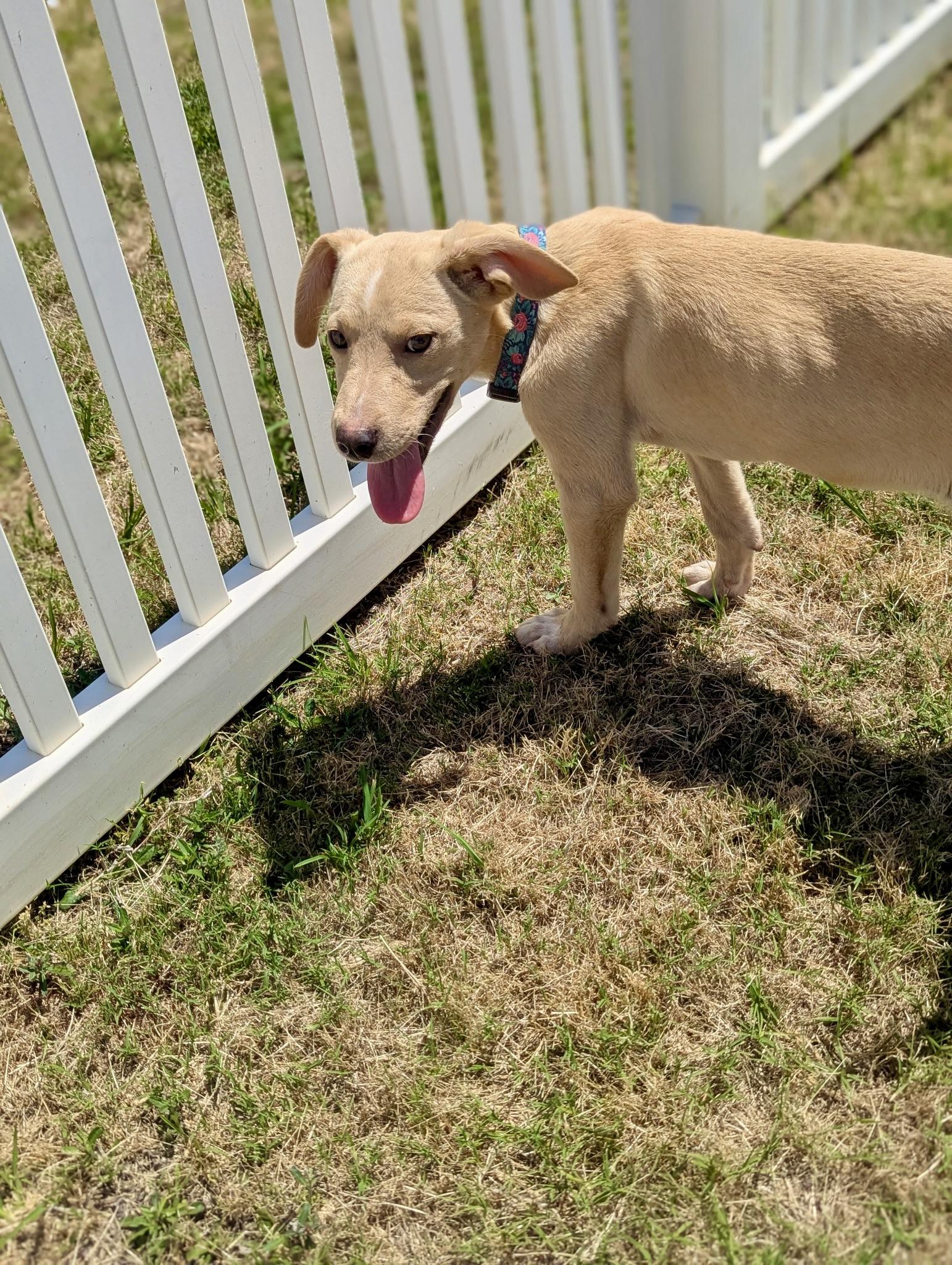 Kami, a Adoptable mixed breed in Paramus, NJ image 4/4