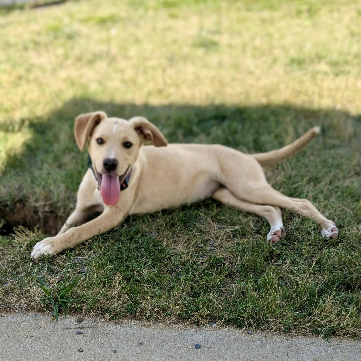 Kami, Adoptable, Young Female Hound & Husky.
