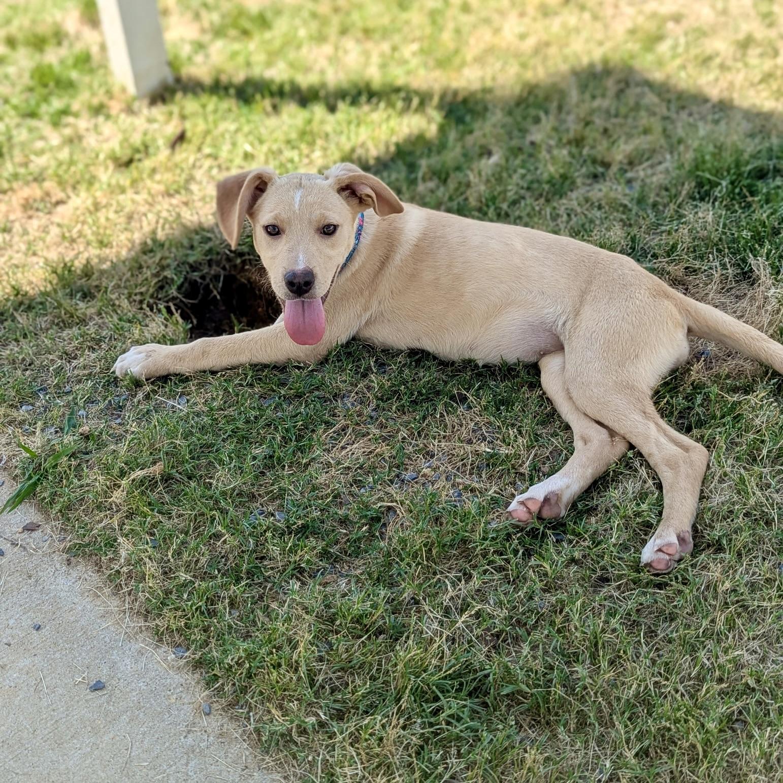 Kami, a Adoptable mixed breed in Paramus, NJ image 2/4