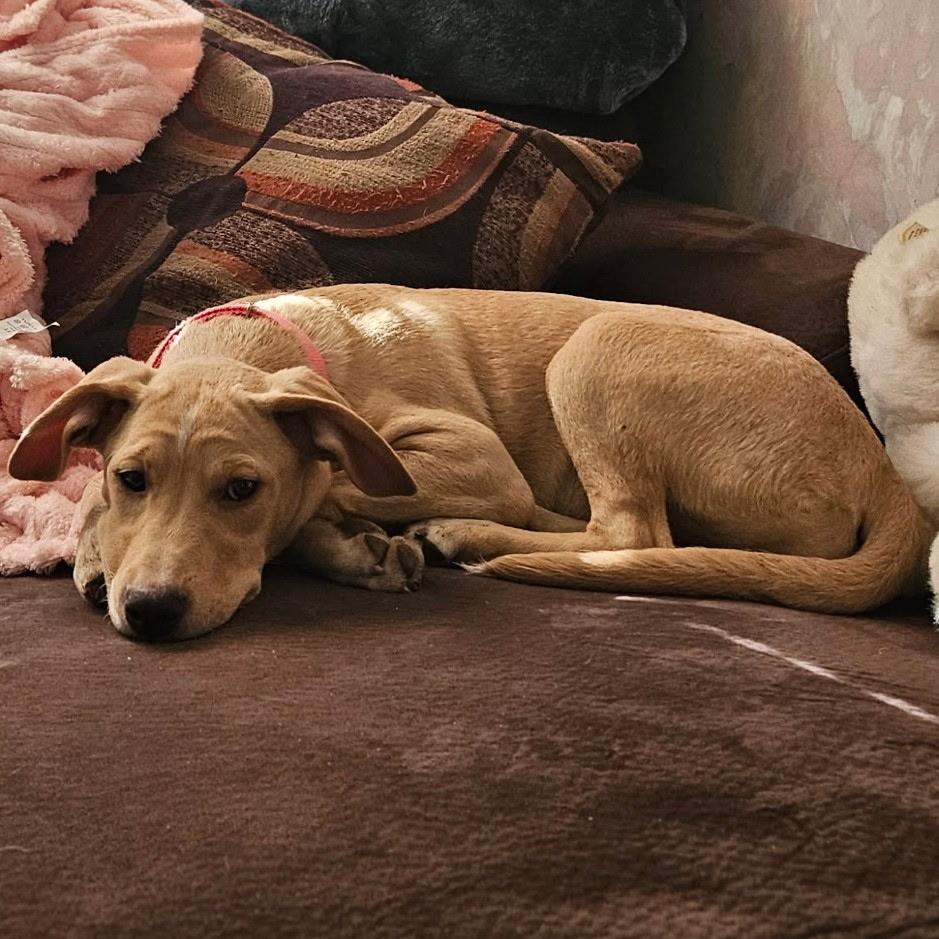 Enlarge Kami, a Adoptable mixed breed in Paramus, NJ image 6/6