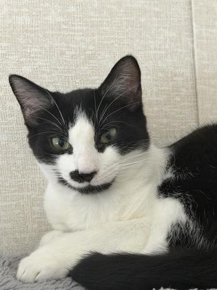 Enlarge Sylvester, a Adoptable mixed breed in Salem, NH image 2/2