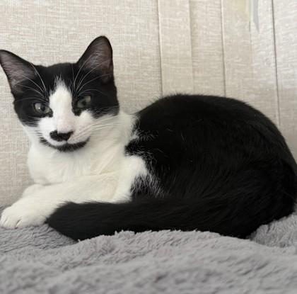 Sylvester, Adoptable, Kitten Male Domestic Short Hair.