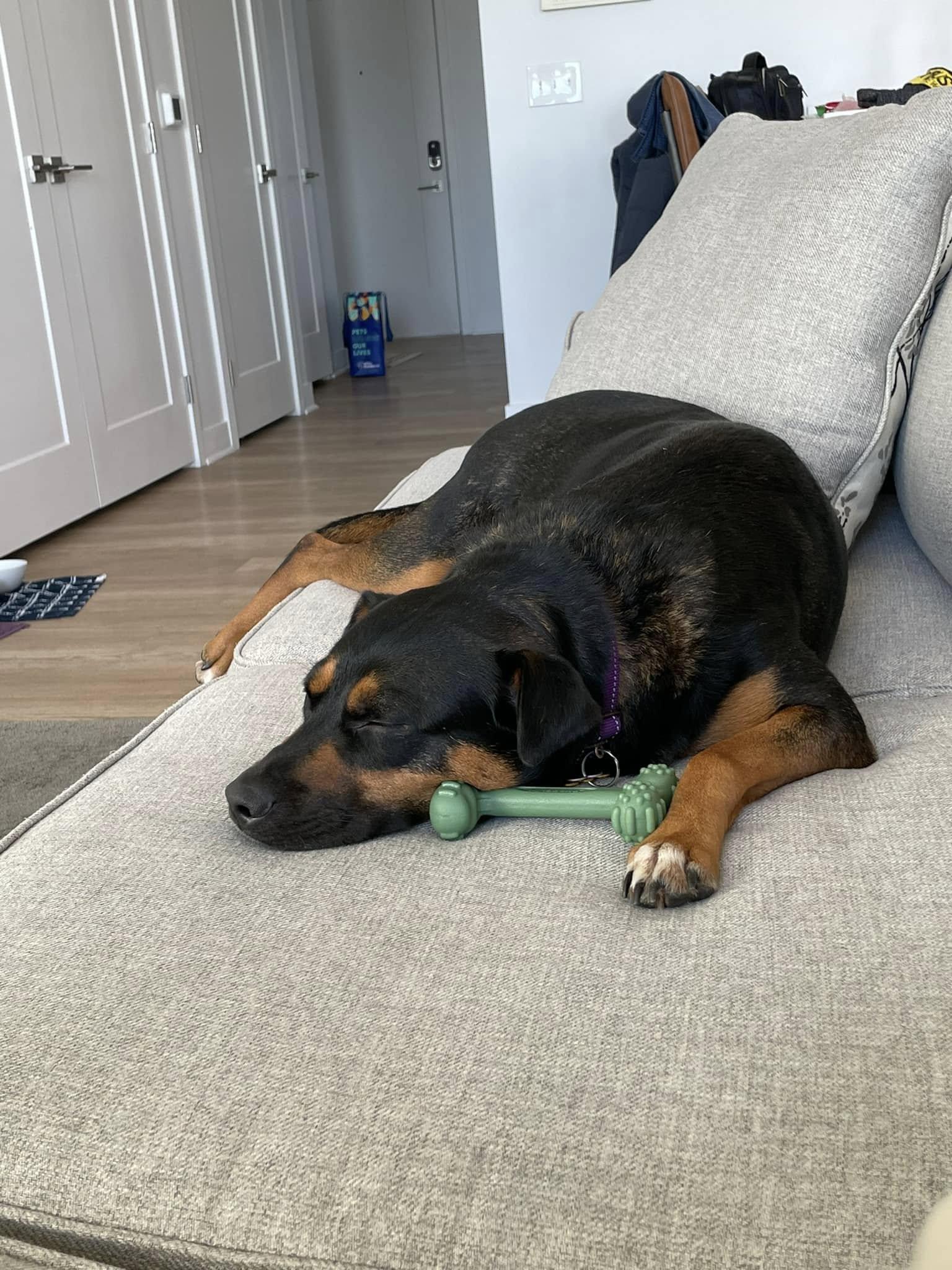 Betsy, a Adoptable mixed breed in Portage, MI image 4/6