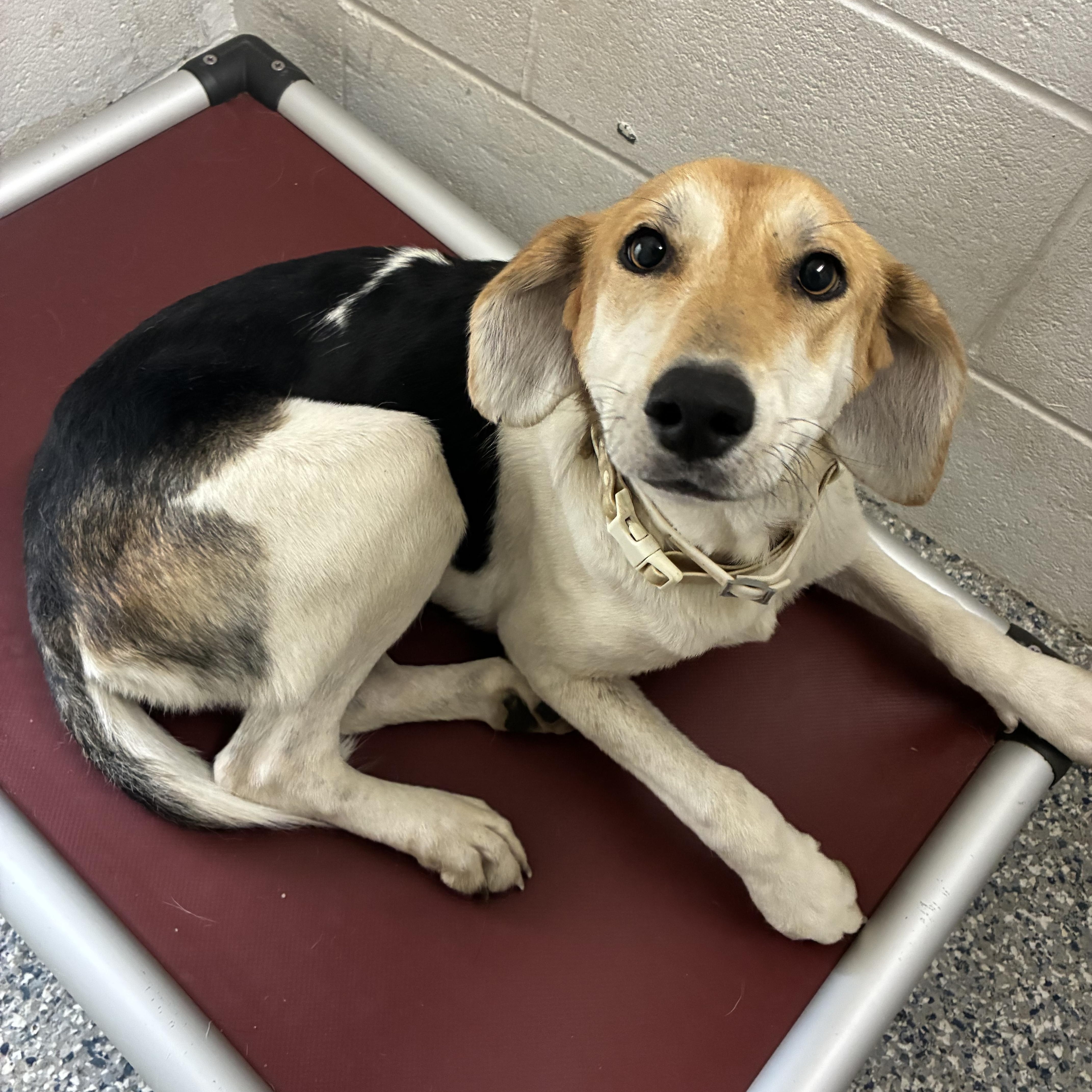 Lucy, Adoptable, Young Female American Foxhound.