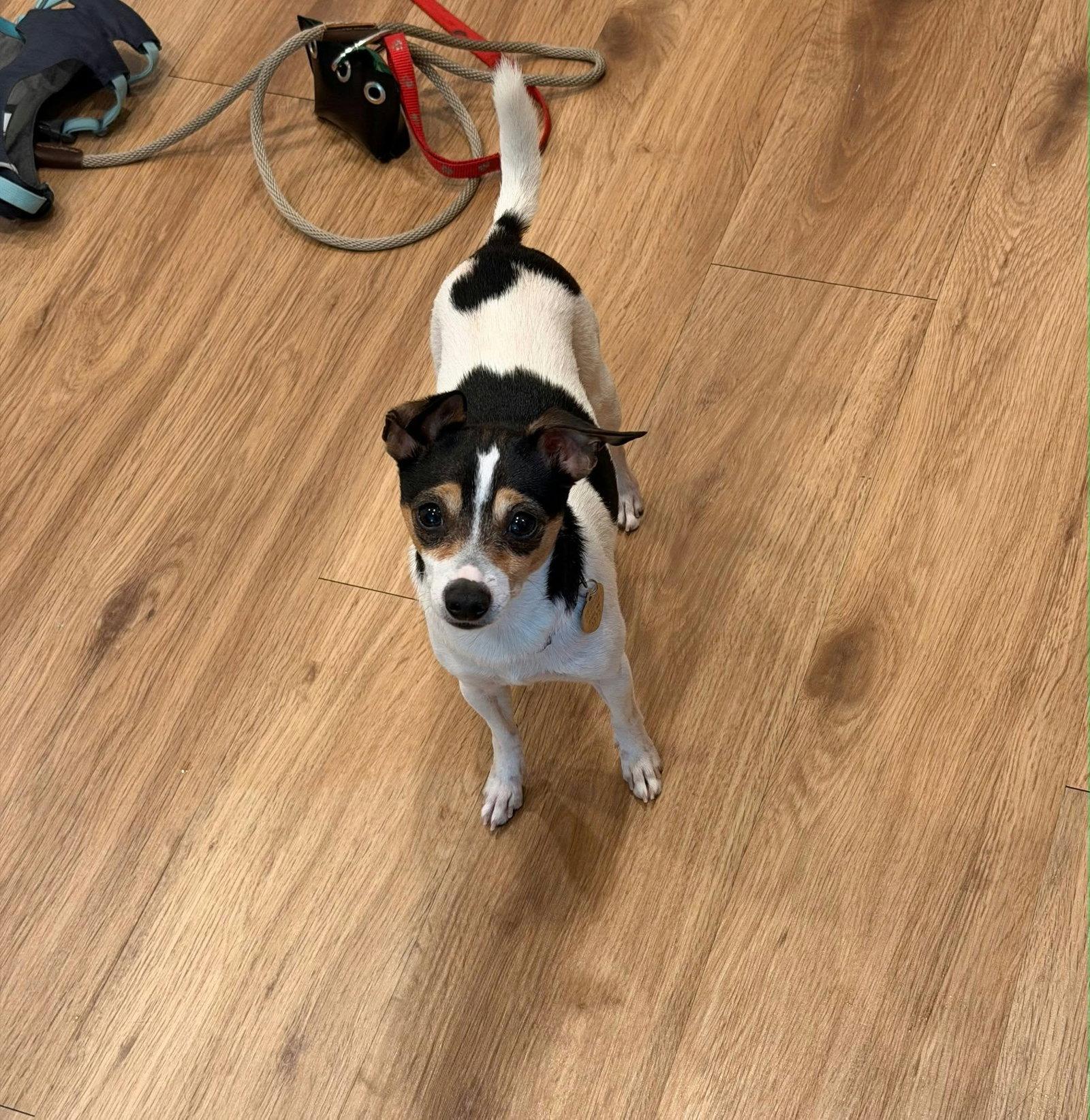 Damon, Adoptable, Adult Male Chihuahua & Toy Fox Terrier.