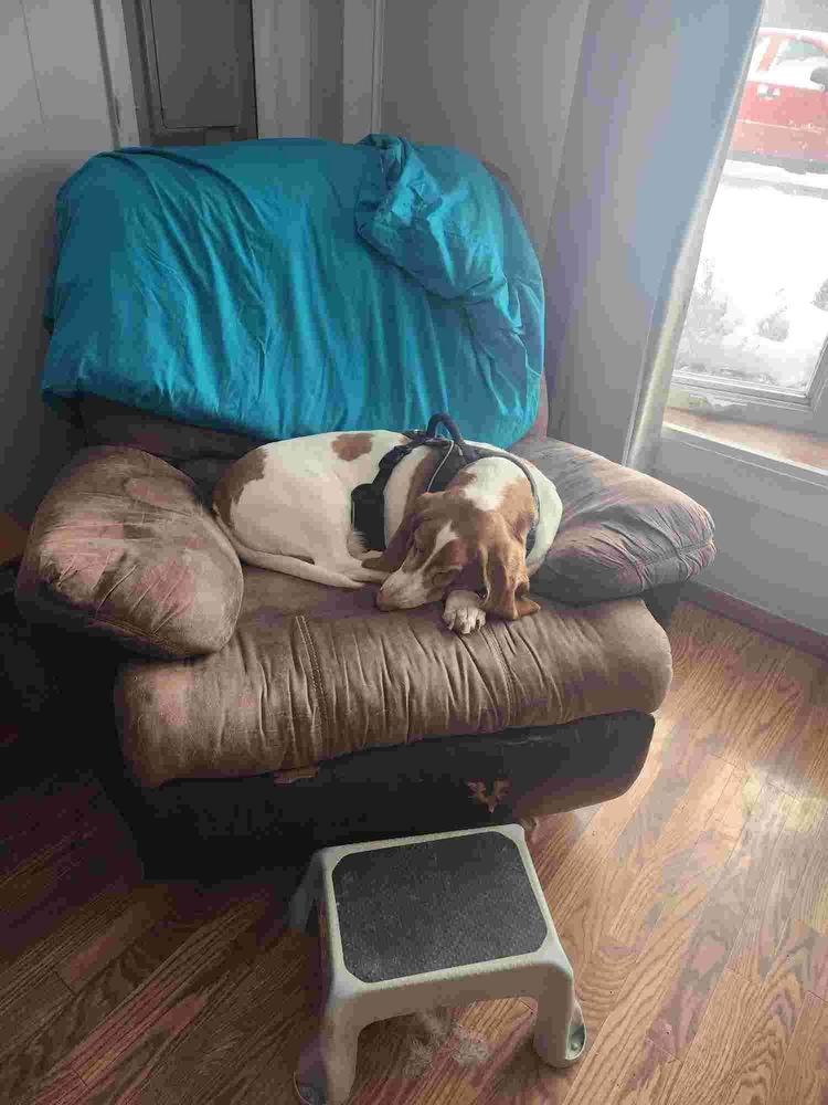 Bacon, Adoptable, Adult Male Basset Hound.