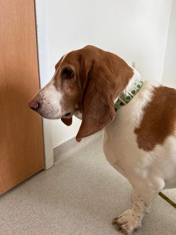 Enlarge Bacon, a Adoptable Basset Hound in Franklin, PA image 2/3