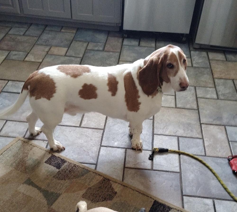 Enlarge Bacon, a Adoptable Basset Hound in Franklin, PA image 3/3