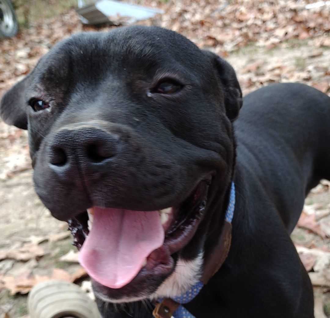 Enlarge Jaxson, a Adoptable American Bully in Carthage, MS image 8/11