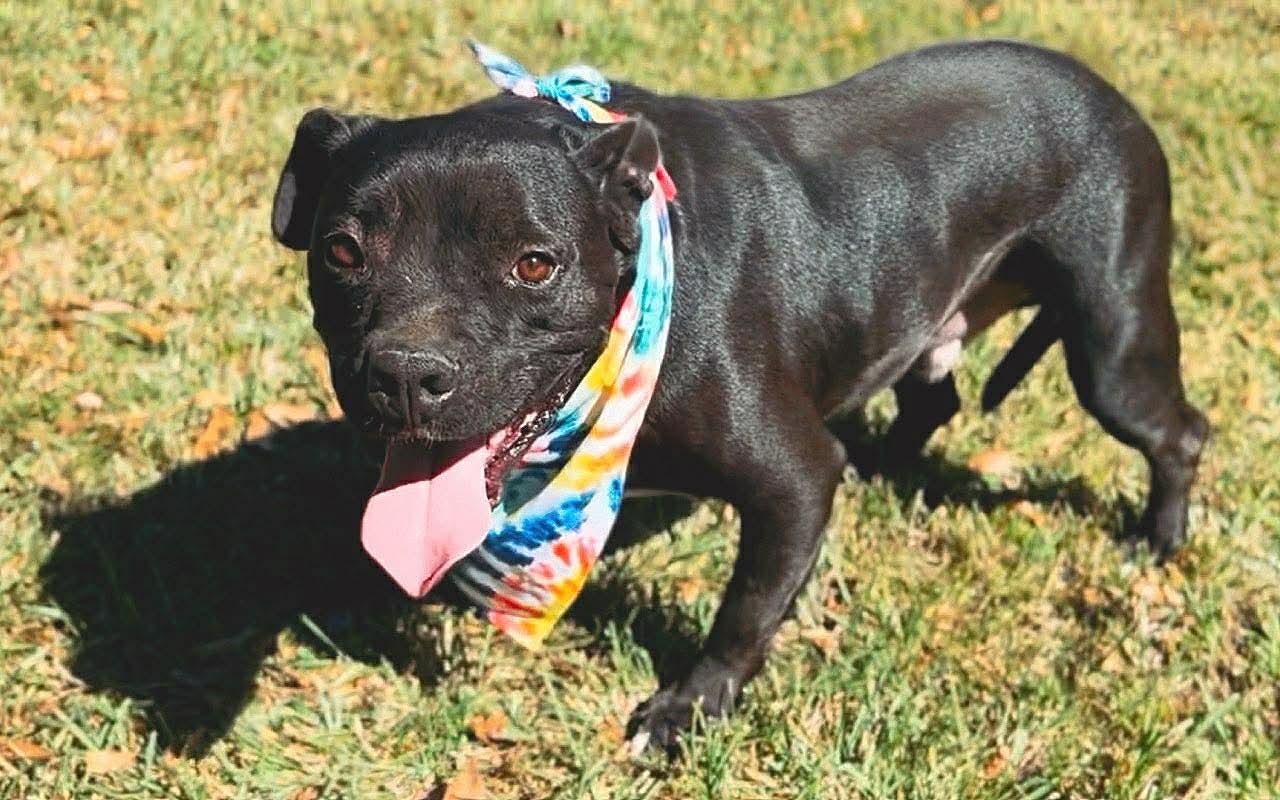 Enlarge Jaxson, a Adoptable American Bully in Carthage, MS image 3/6