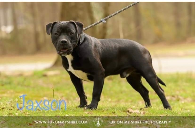 Jaxson, a Adoptable American Bully in Carthage, MS image 1/11