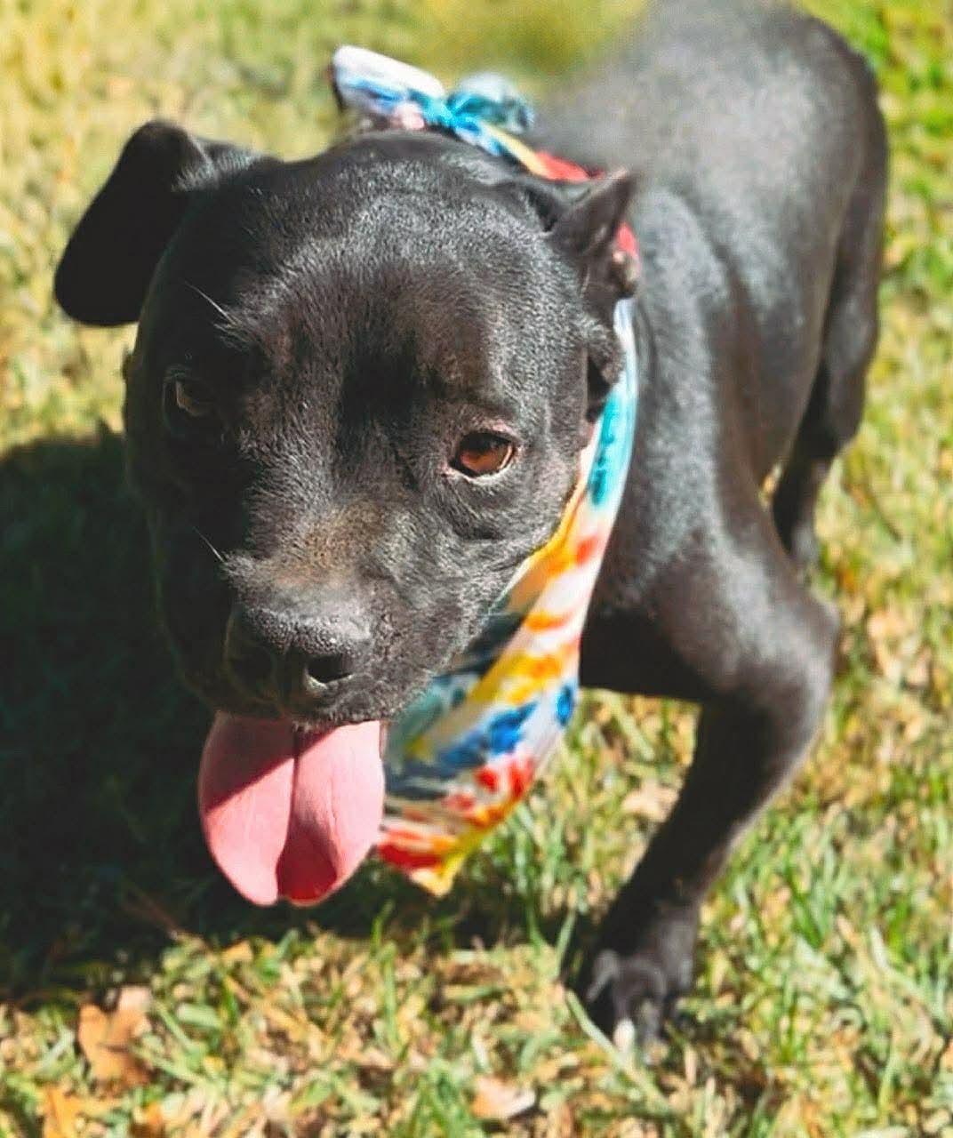 Enlarge Jaxson, a Adoptable American Bully in Carthage, MS image 2/6