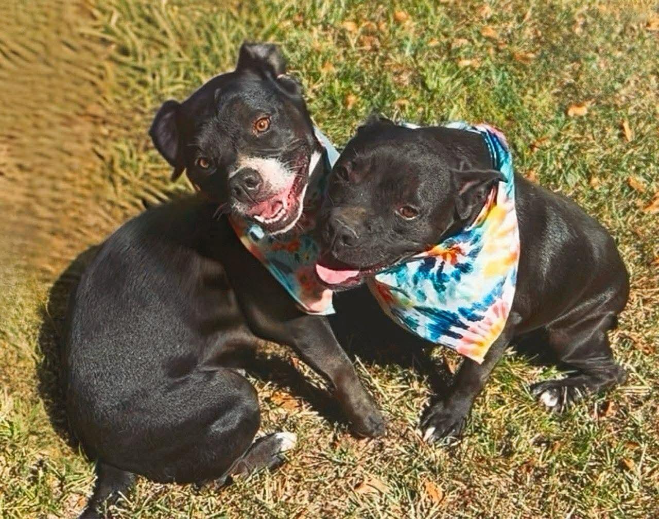 Enlarge Jaxson, a Adoptable American Bully in Carthage, MS image 6/6