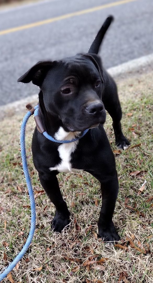 Enlarge Jaxson, a Adoptable American Bully in Carthage, MS image 9/11