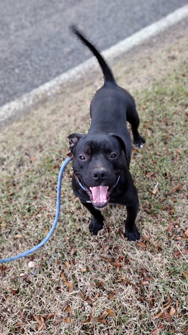 Enlarge Jaxson, a Adoptable American Bully in Carthage, MS image 10/11