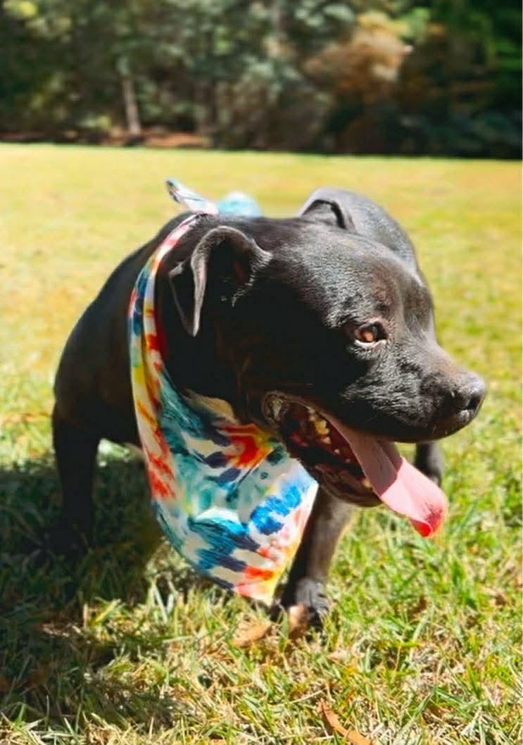Enlarge Jaxson, a Adoptable American Bully in Carthage, MS image 4/6