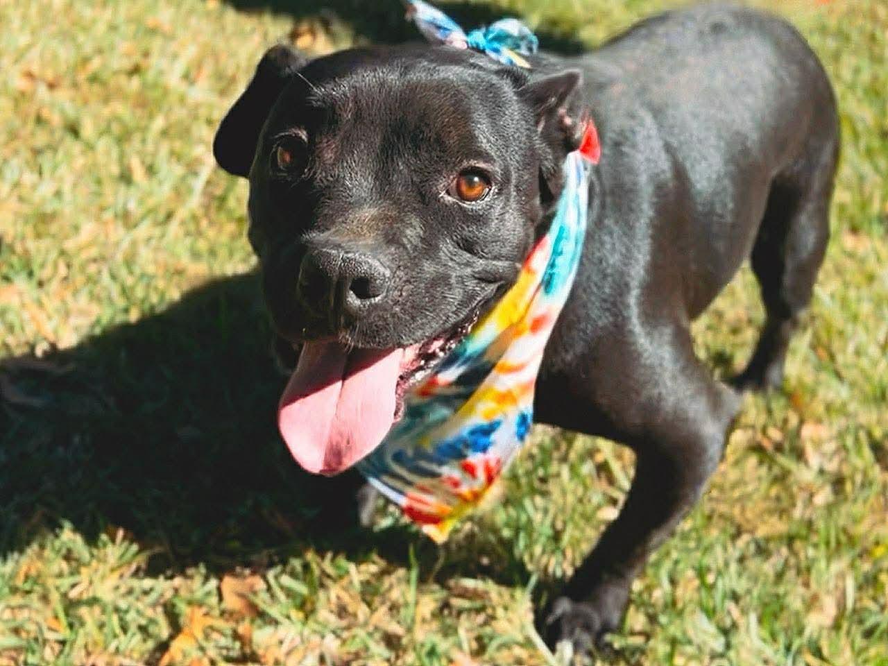 Enlarge Jaxson, a Adoptable American Bully in Carthage, MS image 1/6