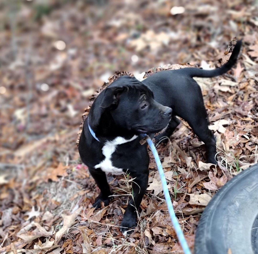 Enlarge Jaxson, a Adoptable American Bully in Carthage, MS image 11/11