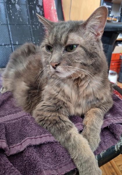 Dumpling, Adoptable, Senior Male Domestic Medium Hair & Domestic Short Hair.