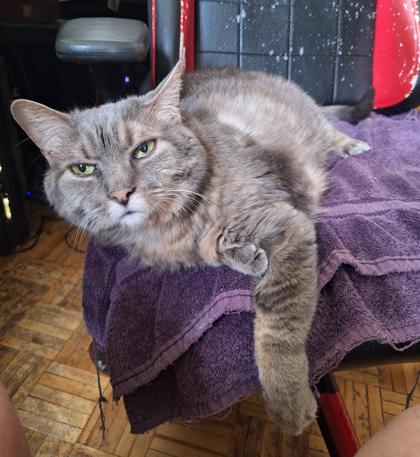 Enlarge Dumpling, a Adoptable mixed breed in Montreal, QC image 1/3