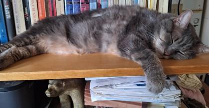 Enlarge Dumpling, a Adoptable mixed breed in Montreal, QC image 3/3