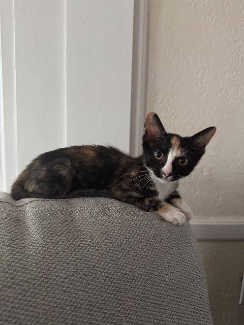 Montana, Adoptable, Kitten Female Domestic Short Hair.