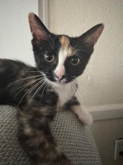 Enlarge Montana, a Adoptable mixed breed in Pawtucket, RI image 2/4