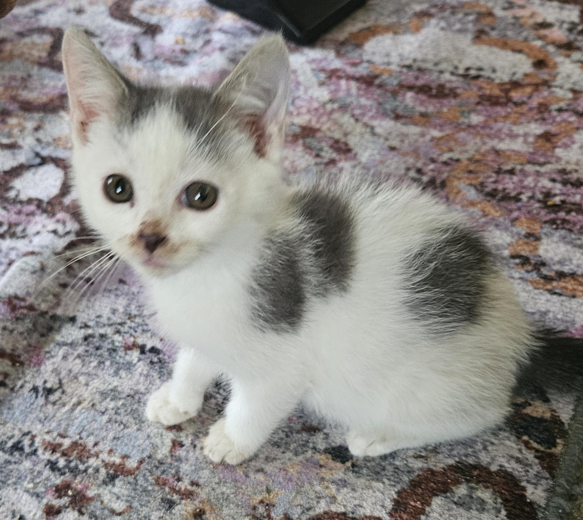 Gary, Adoptable, Young Male Domestic Short Hair.