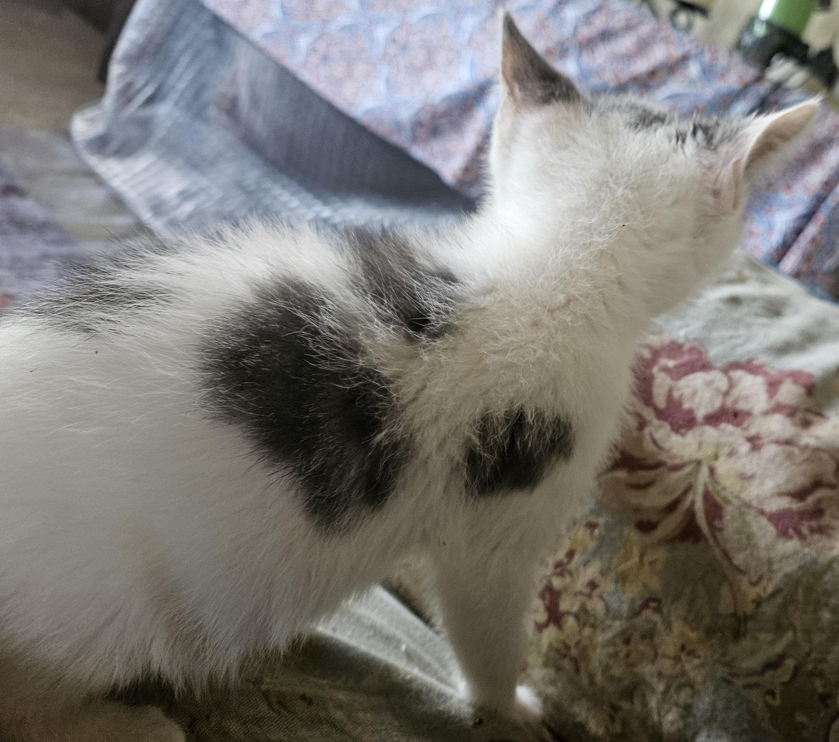 Gary, a Adoptable Domestic Short Hair in Mansfield, PA image 3/4