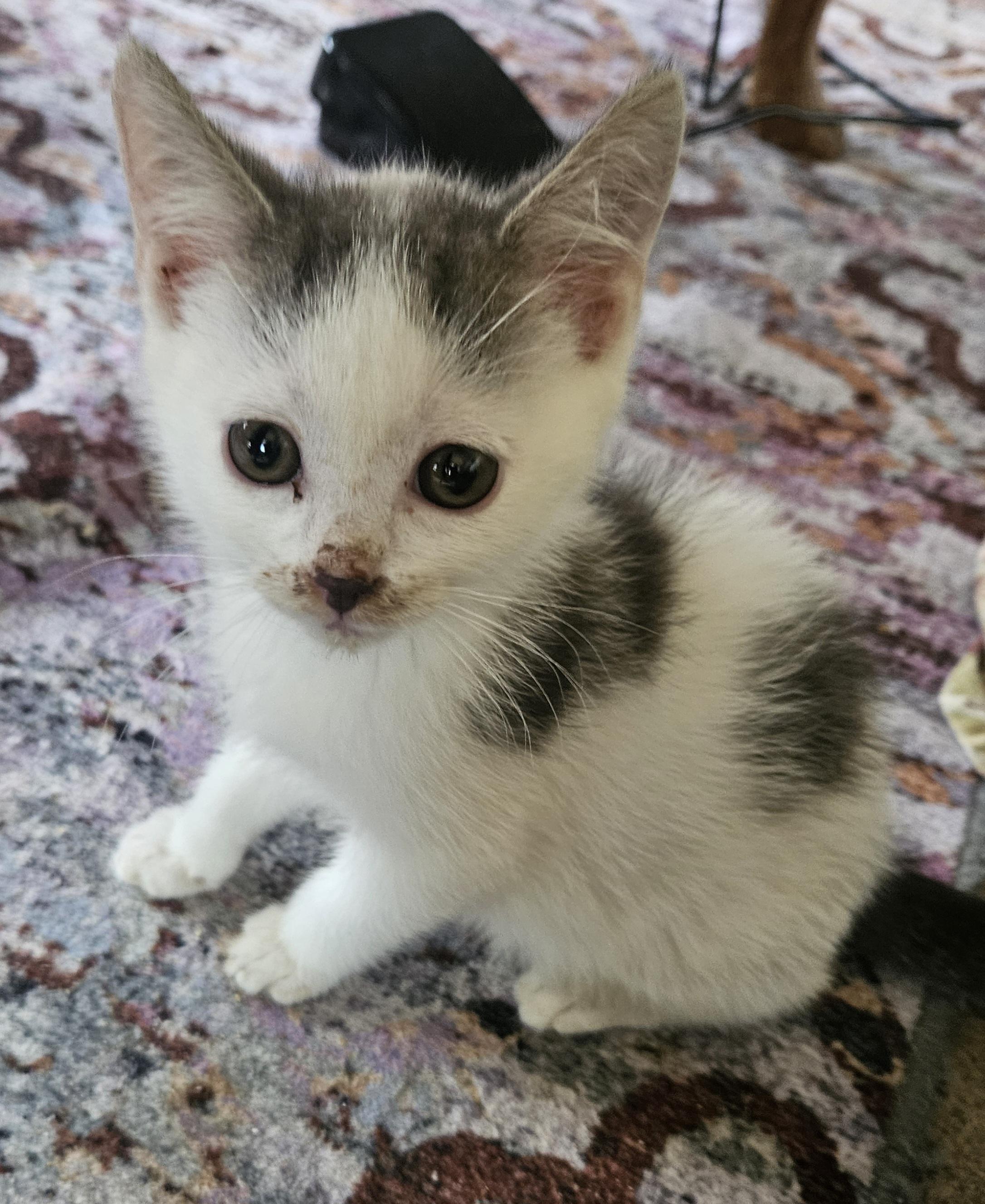 Gary, a Adoptable Domestic Short Hair in Mansfield, PA image 4/4