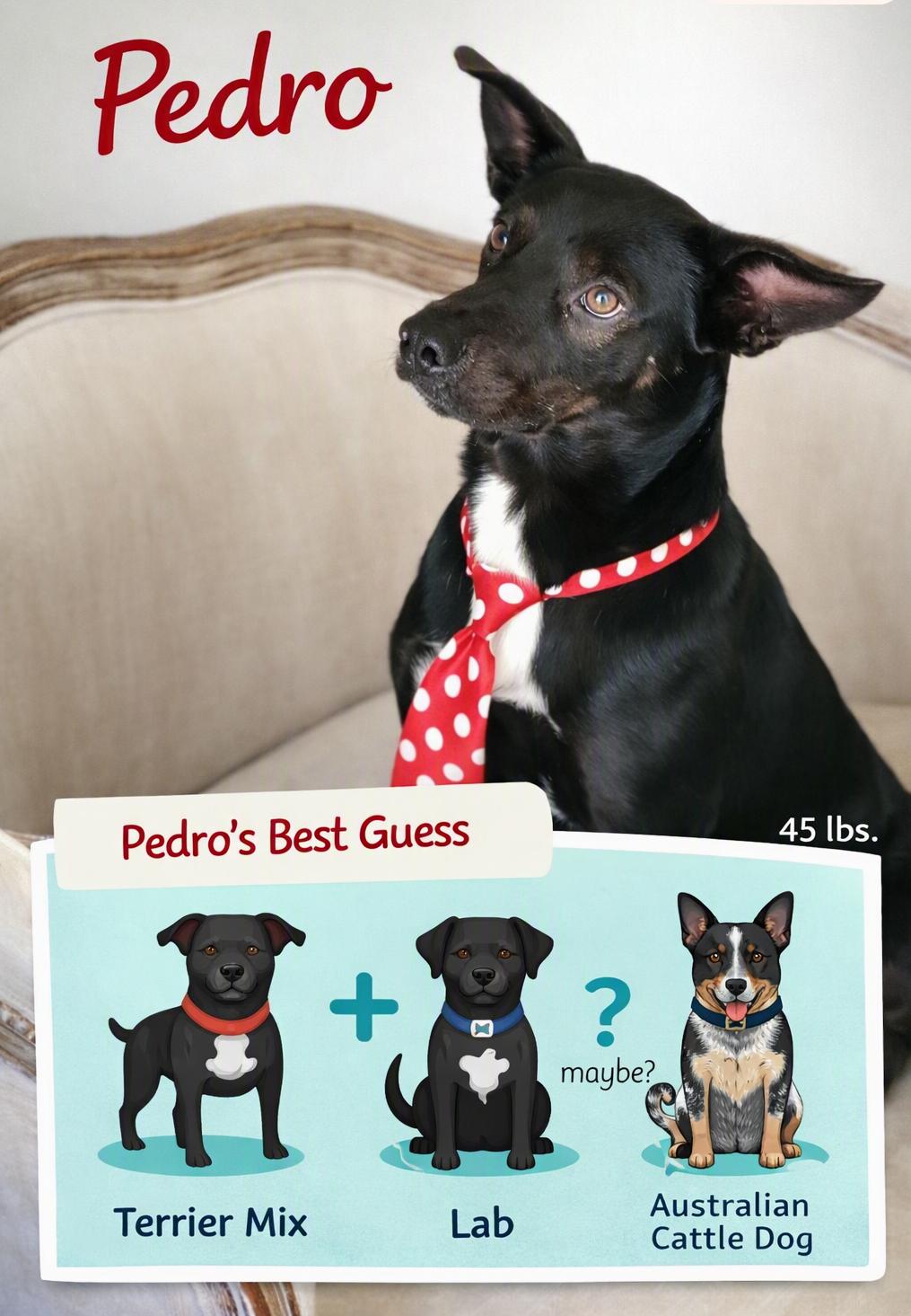 Pedro, Adoptable, Adult Male Australian Kelpie & Belgian Shepherd / Malinois.