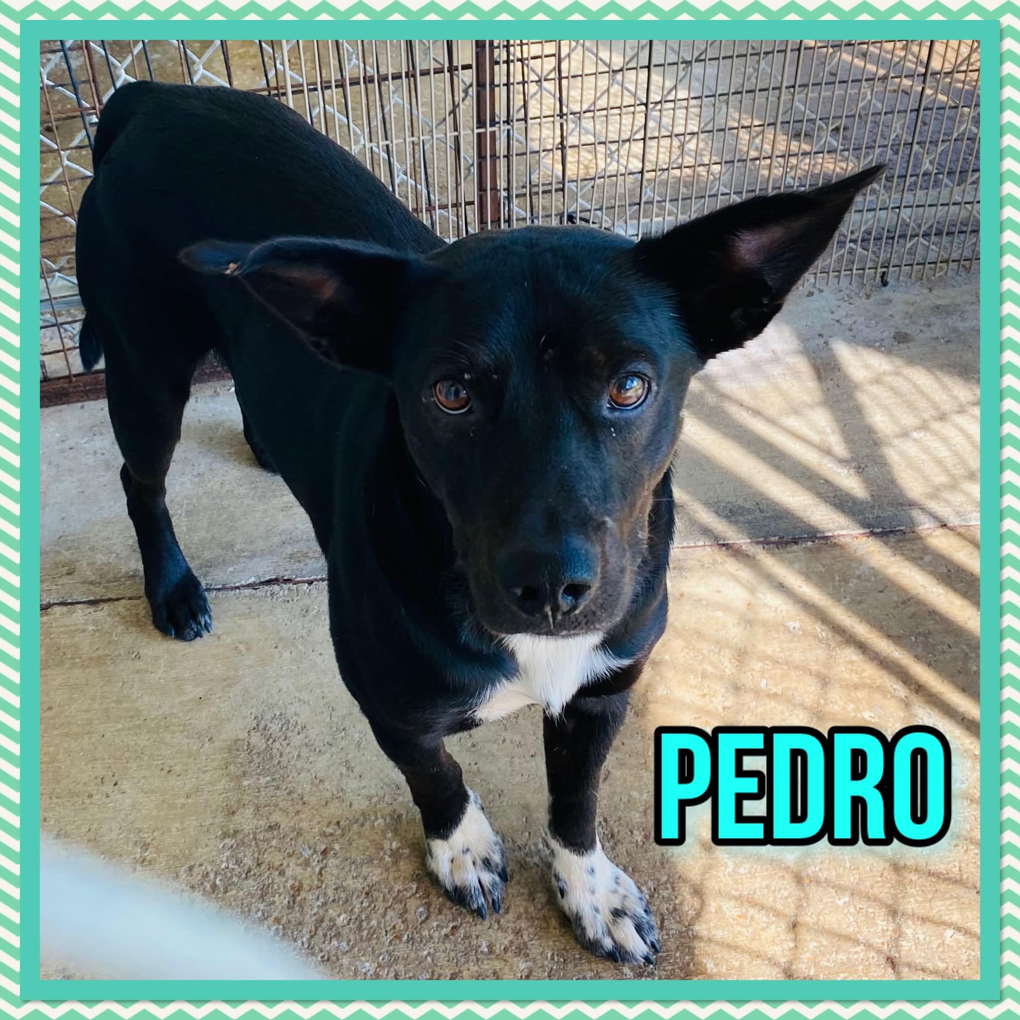 Enlarge Pedro, a Adoptable mixed breed in Bolivar, TN image 2/2