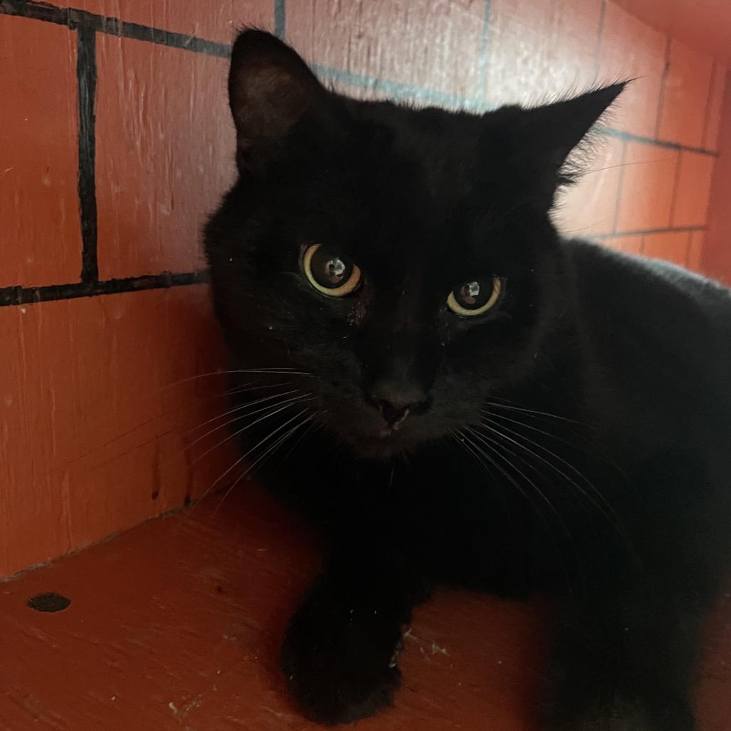 Yogurt, Adoptable, Adult Male Domestic Short Hair.