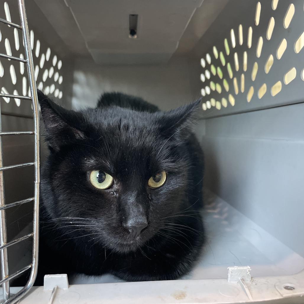 Yogurt, Adoptable, Adult Male Domestic Short Hair.