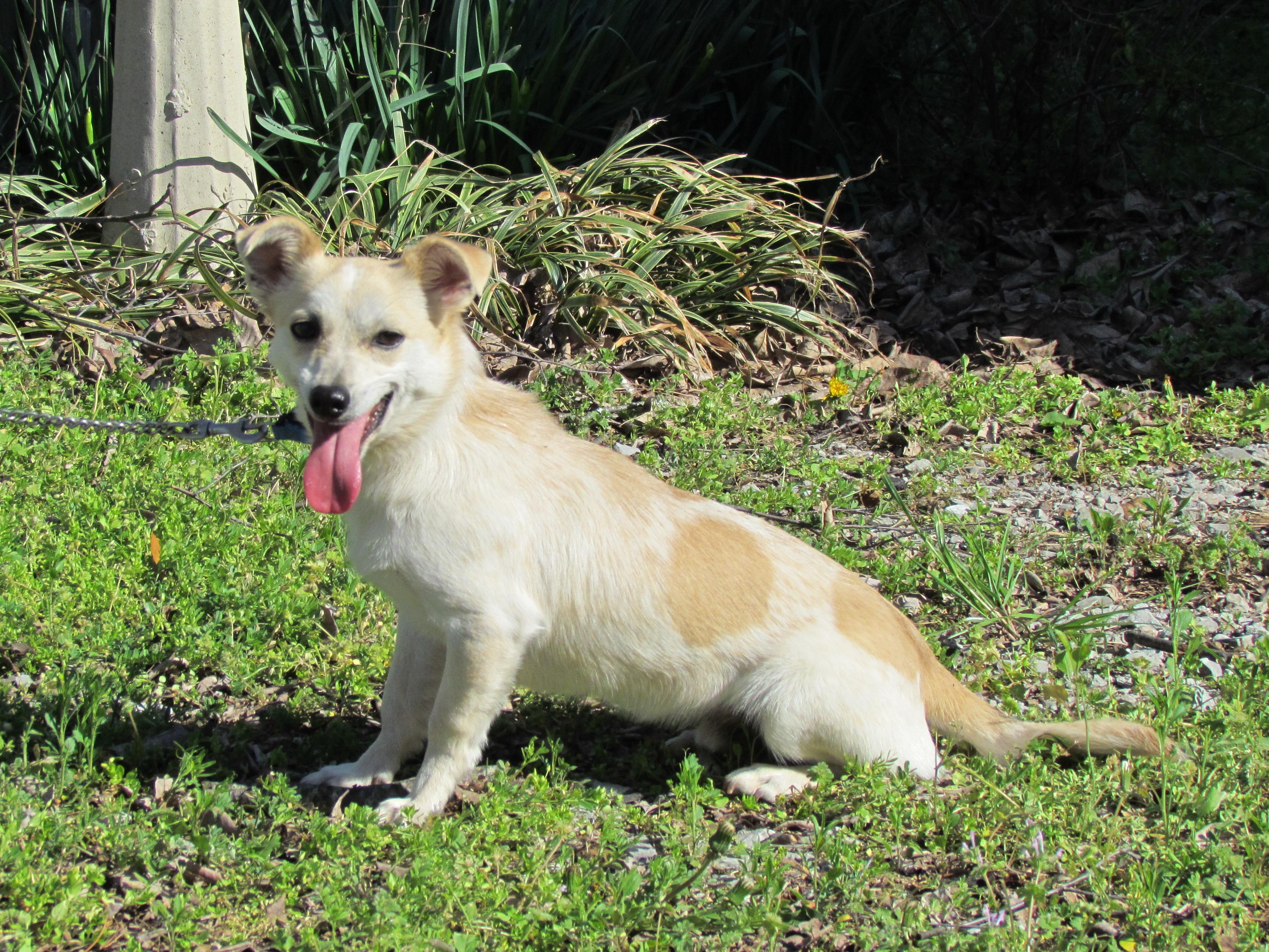 HOWIE, ADOPTABLE, Young Male Chihuahua & Feist.