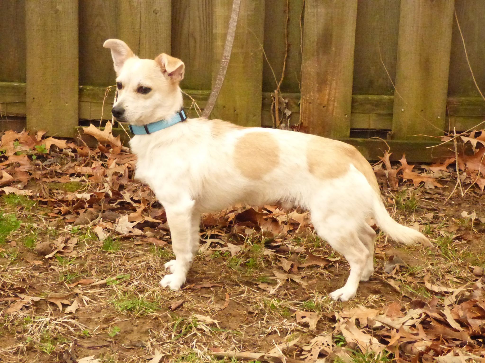 Howie, ADOPTABLE, Young Male Chihuahua & Feist.