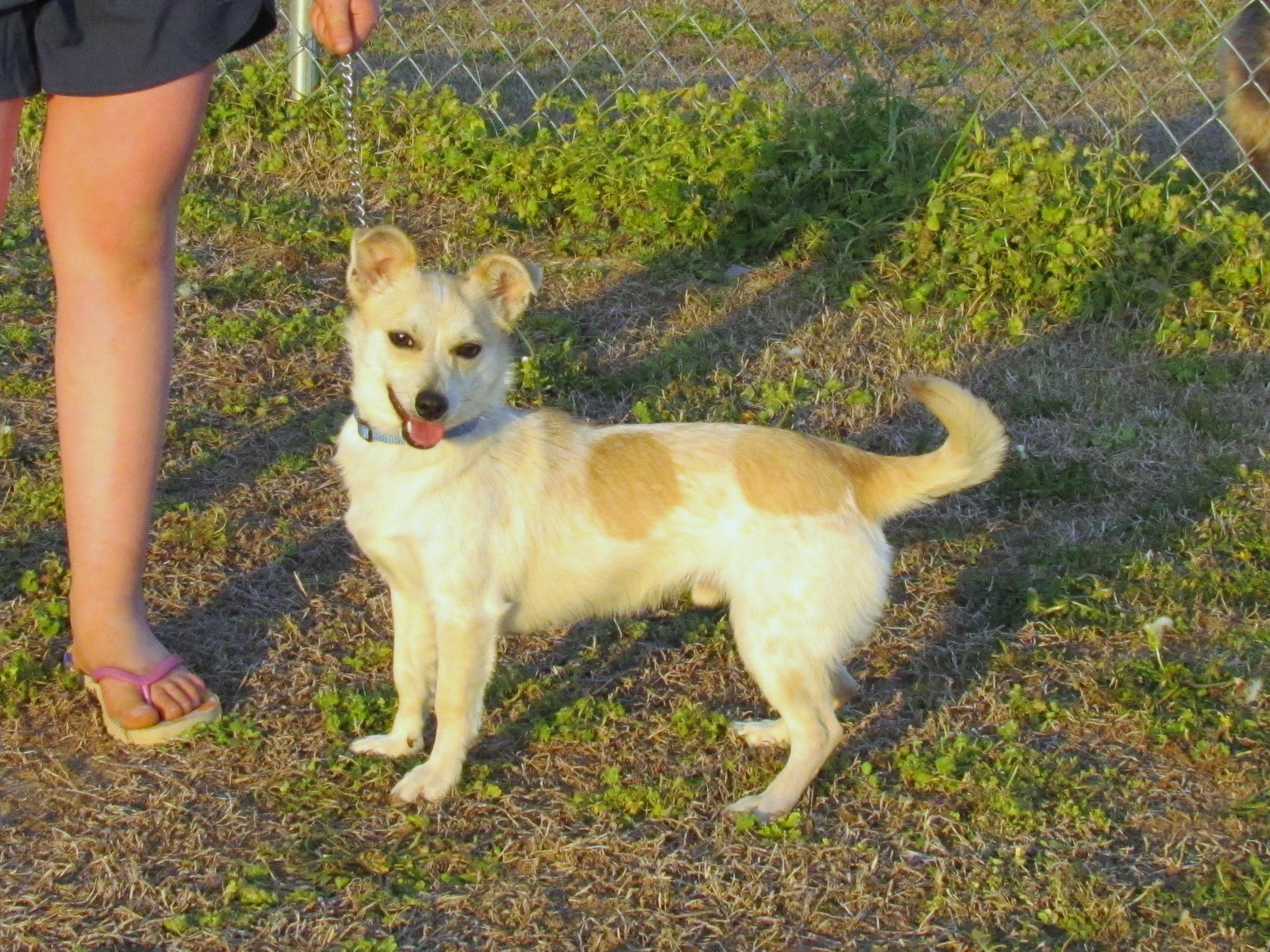 Enlarge HOWIE, a ADOPTABLE mixed breed in Harrisburg, PA image 5/6