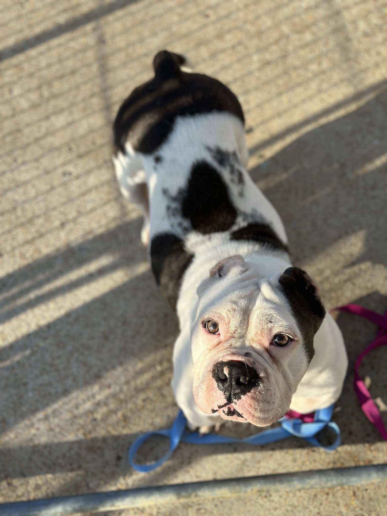 Enlarge minnie, a Adopted mixed breed in Belleville, MI image 1/1