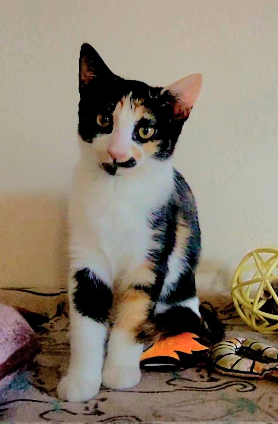 Subaru, a Adoptable Domestic Short Hair in Scottsdale, AZ image 2/4