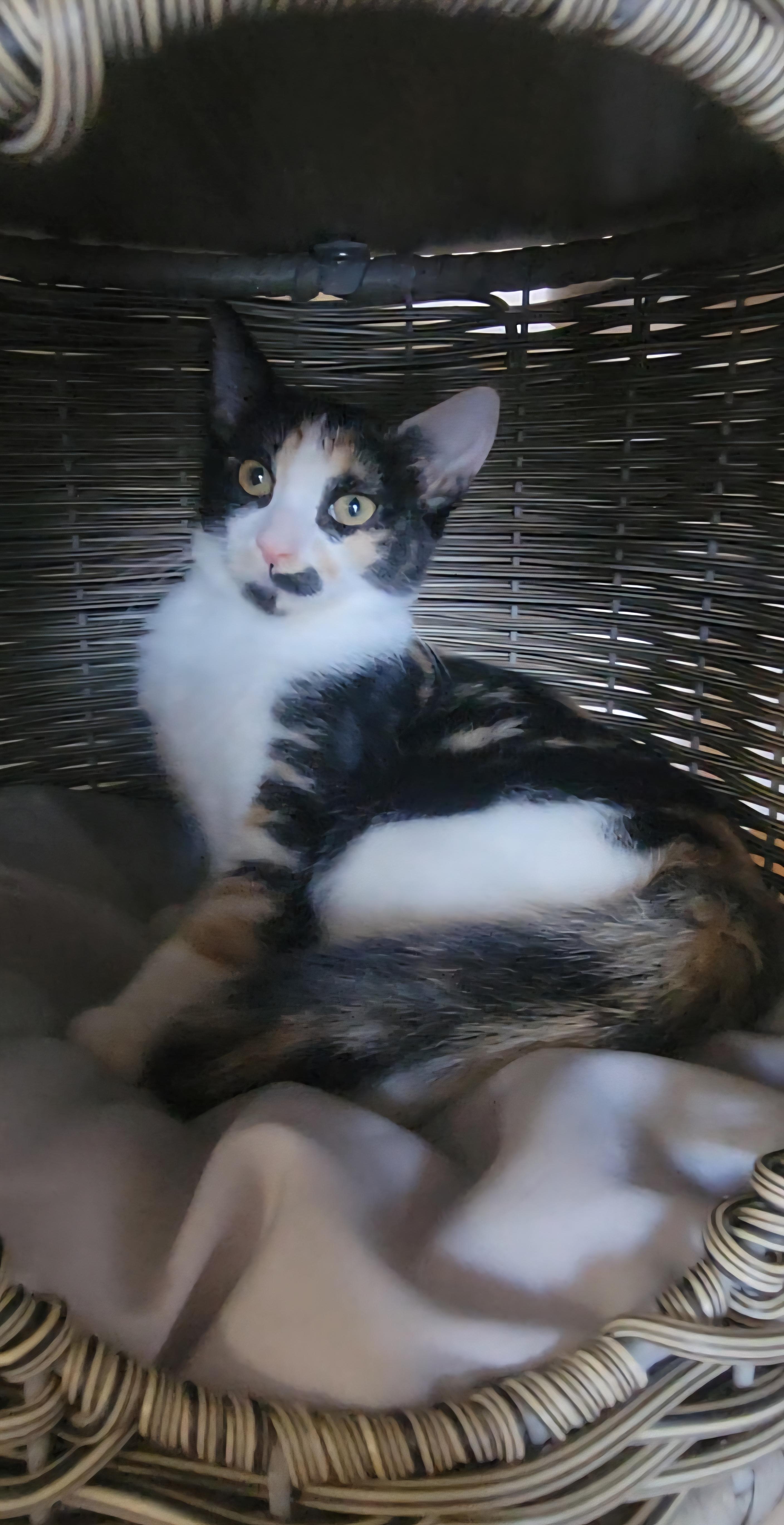 Subaru, a Adoptable Domestic Short Hair in Scottsdale, AZ image 3/4