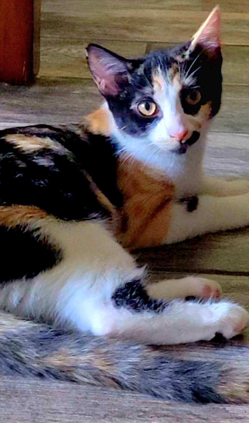 Subaru, a Adoptable Domestic Short Hair in Scottsdale, AZ image 4/4