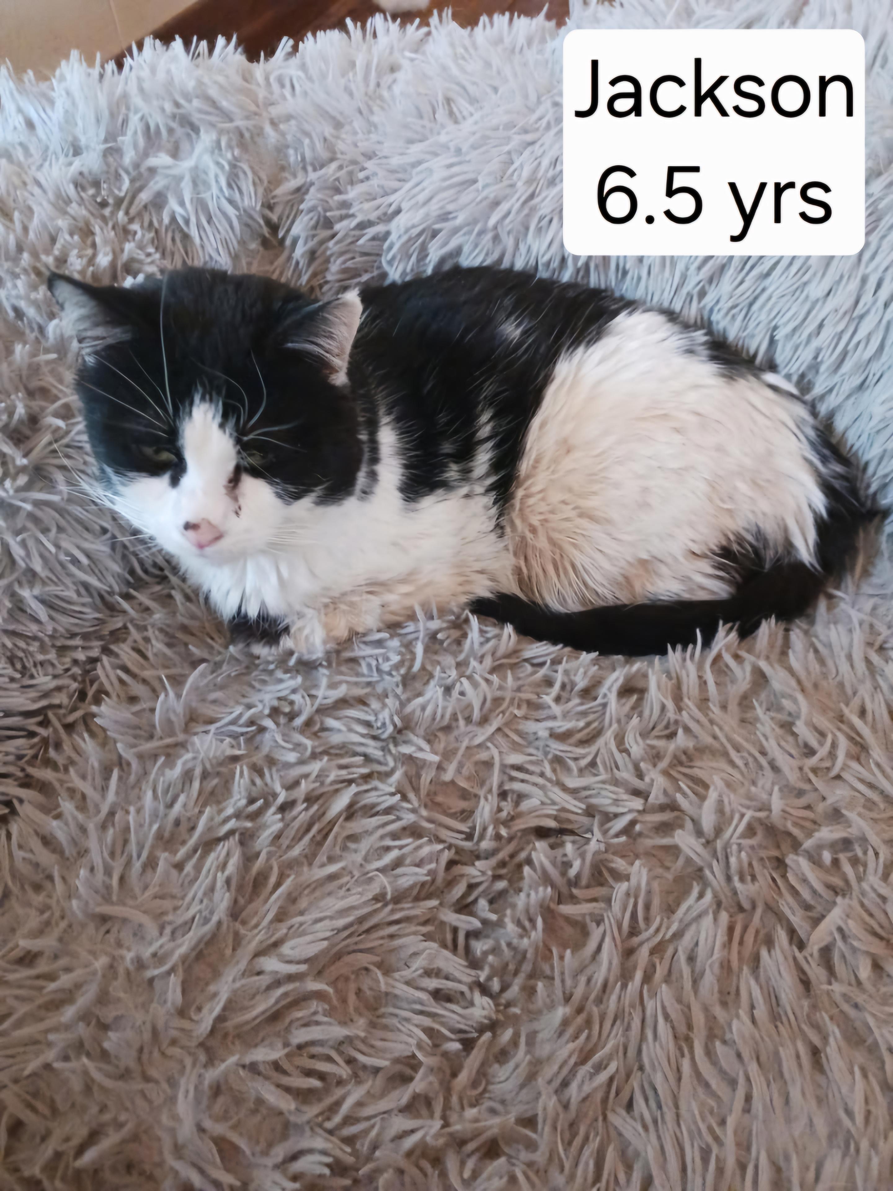 Jackson, Adoptable, Adult Male Domestic Medium Hair.